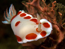 Chromodoris tasmaniensis, Bare Island by Doug Anderson 
